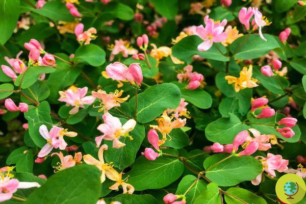 Which shrubs and trees you must NOT prune in April