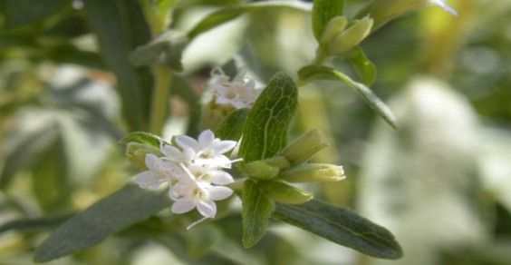 Stevia: the EU gives the green light to its use as a natural sweetener