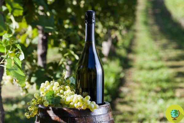 Prosecco without pesticides, made thanks to the vines 