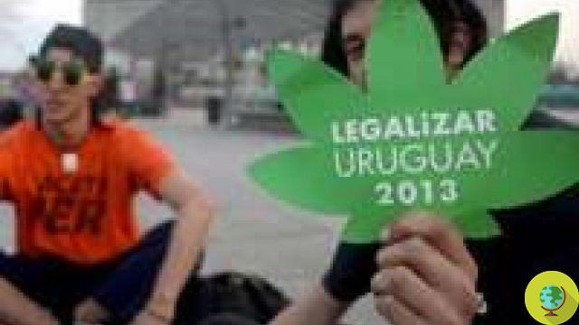 Uruguay : la Chambre dit oui à la légalisation du cannabis