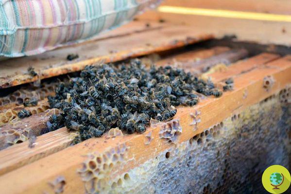Over 30 million bees killed by fires in Sardinia