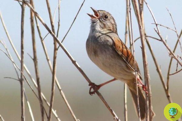 Estos pájaros llevan más de mil años transmitiendo sus cantos (ESCUCHA)
