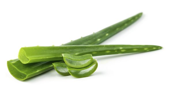 Aloe vera: the benefits, contraindications and all the USES of the gel and juice