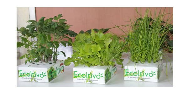 Ecoltivo: a horta hidropónica para cultivar em casa numa… caixa
