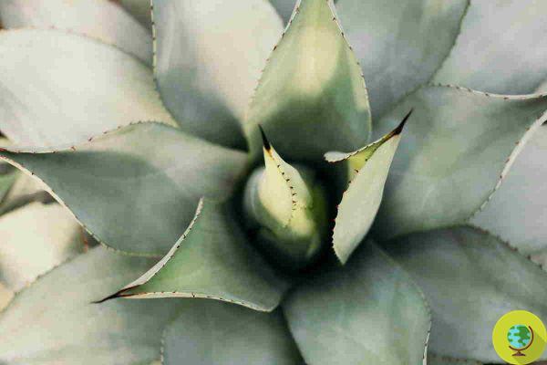 Estas plantas ornamentais são tóxicas: podem causar eritema e distúrbios intestinais