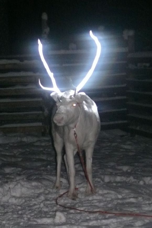 Fluorescent spray on reindeer antlers to save them from traffic accidents (Video)