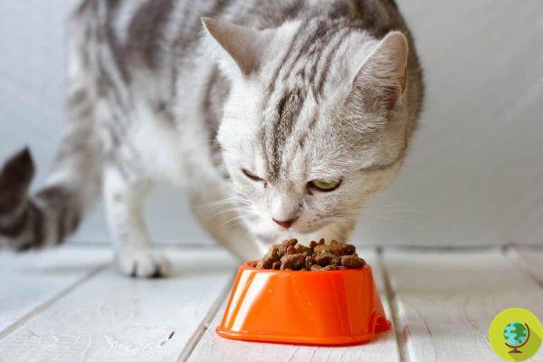 Cat food, maxi alert and recalls in the UK for the spread of cases of feline pancytopenia