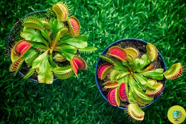Venus flytrap : comment faire pousser la plante carnivore la plus spectaculaire au monde qui vous débarrasse des insectes