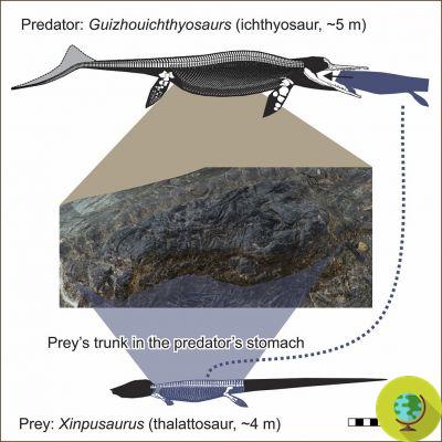 An ichthyosaur swallows a thalactosaurus: the incredible fossil is a mega-predation 240 million years ago