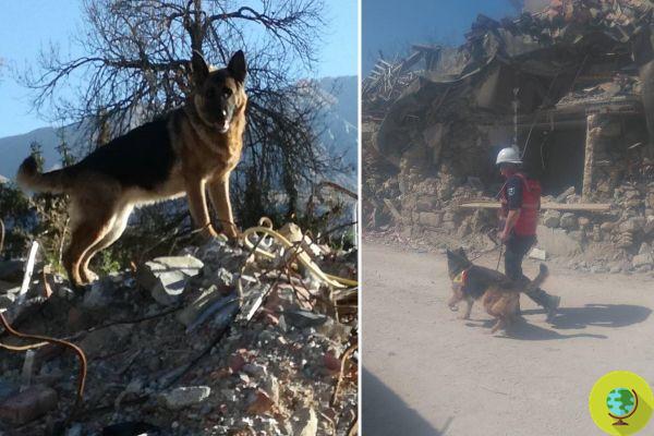 Adeus Laga, o cão herói de Amatrice que cavou os escombros para salvar vidas após o terremoto