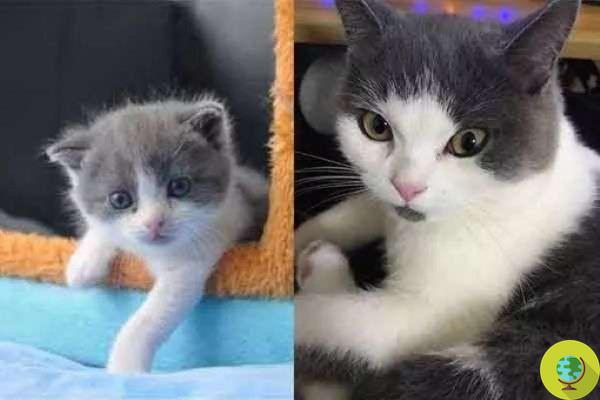 Garlic 2.0 was born, the first cloned kitten in China