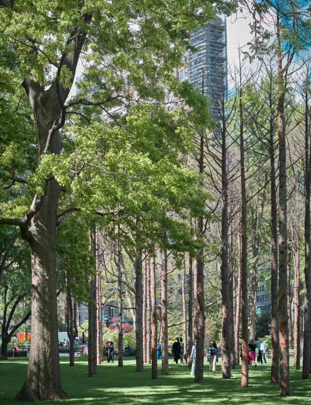 Bosque Gosth: el espeluznante 'bosque fantasma' en el centro de Nueva York que muestra los efectos devastadores de la crisis climática