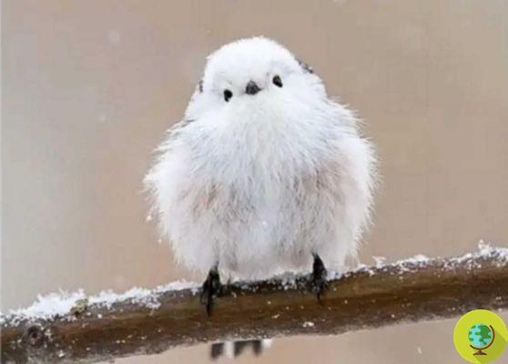 Shima enaga: los pequeños pájaros japoneses que parecen bolas de algodón voladoras