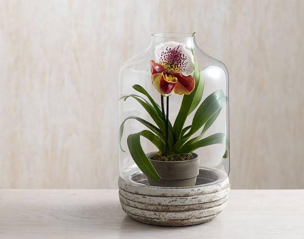 10 ideas creativas para decorar tu hogar con plantas