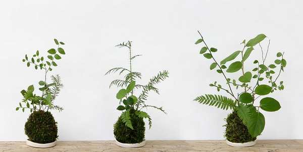 10 creative ideas for decorating your home with plants