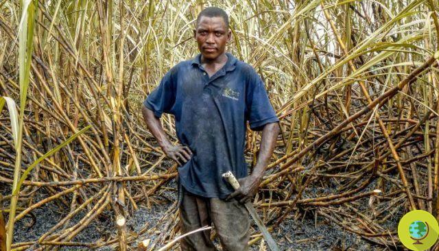 Nicarágua: Salvar os produtores de cana-de-açúcar com água limpa e sombra?