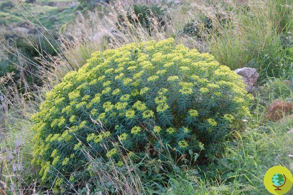 From the Euphorbia plant a natural remedy to fight skin cancers