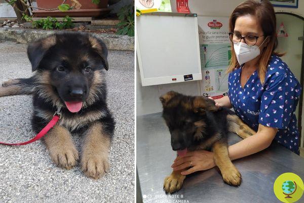 Abandoned because he is disabled, Mario, a German Shepherd puppy, seeks new happiness