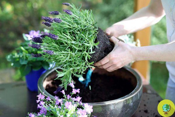 That's why you should plant lavender right around this time