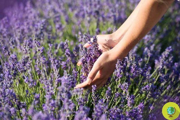 That's why you should plant lavender right around this time