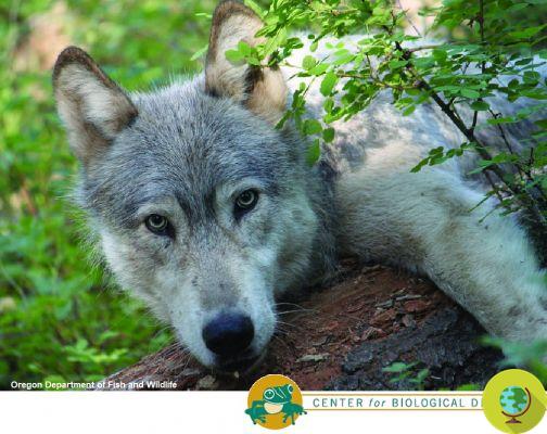 La caza del lobo gris está abierta de nuevo en los EE. UU.