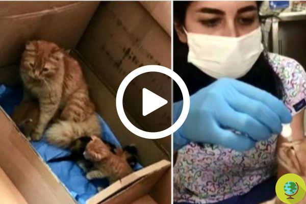 This stray cat rescued her sick kittens by taking them to the vet