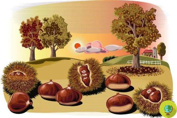 The legend of chestnuts and the green fairy that makes us rediscover the magic of autumn
