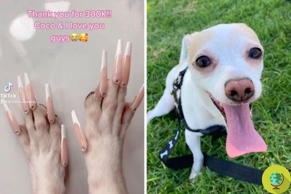 She applies fake nails to her Chihuahua dog and publishes the video on Tik Tok: 