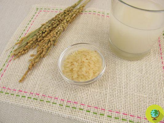 Fermented rice water, use it like this on curly hair to always have it silky and shiny