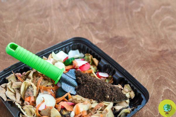 Você joga plástico biodegradável na composteira? É por isso que você está errado