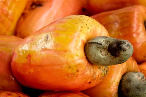 Everything you don't know about cashews. How they are born and curiosity