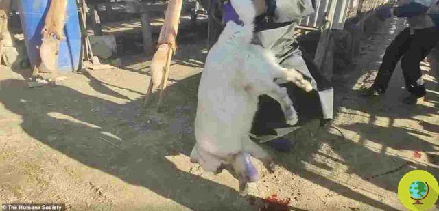 La piel sigue viva y los cadáveres apilados, el horror de las granjas de zorros para obtener pieles en Asia
