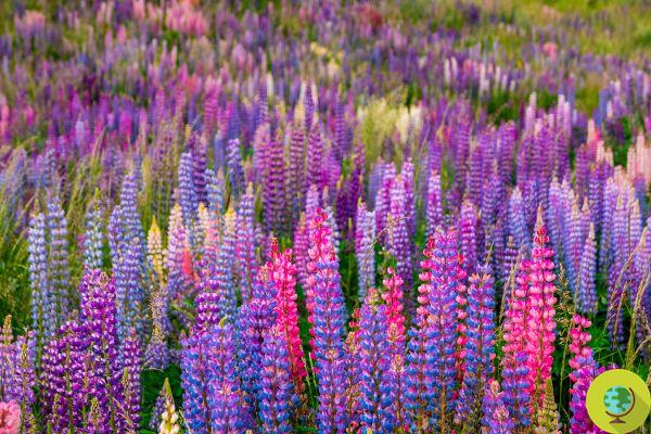 Lupins : comment faire pousser cette plante herbacée à la floraison époustouflante qui attire les abeilles et les papillons