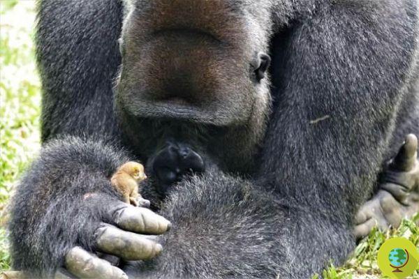 The extraordinary friendship between a giant gorilla and a tiny and adorable primate