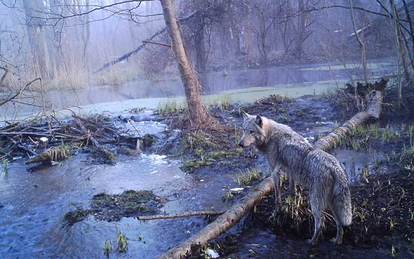 Alces, corzos, jabalíes: los animales repoblan Chernóbil tras la catástrofe nuclear (FOTO)
