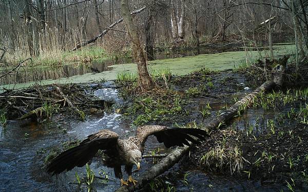 Moose, roe deer, wild boar: animals repopulate Chernobyl after the nuclear disaster (PHOTO)