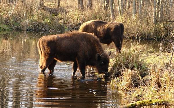 Moose, roe deer, wild boar: animals repopulate Chernobyl after the nuclear disaster (PHOTO)