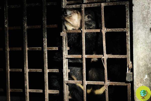 Rescató a 2 osos lunares encarcelados durante 17 años en la oscuridad en una granja de bilis
