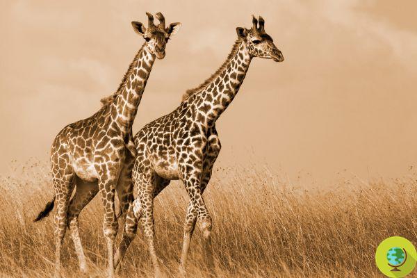 Expertos advierten: ahora las jirafas están oficialmente extintas en 7 países