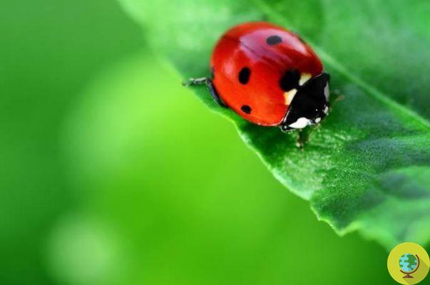 Where have all the ladybugs gone? Scientists sound the alarm