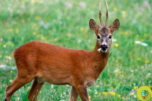 Hunting for roe deer, the massacre of a thousand specimens in Liguria has begun