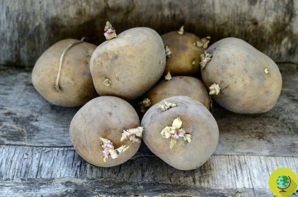 Patatas verdes y germinadas: he aquí por qué no comerlas. El BfR advierte sobre los riesgos