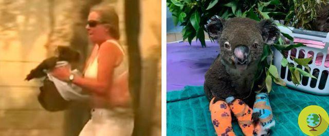 RIP Lewis, el koala salvado de las llamas en Australia no sobrevivió