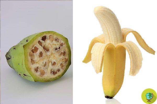 Cómo las frutas y verduras han cambiado a lo largo de los siglos debido a la intervención humana: antes y después