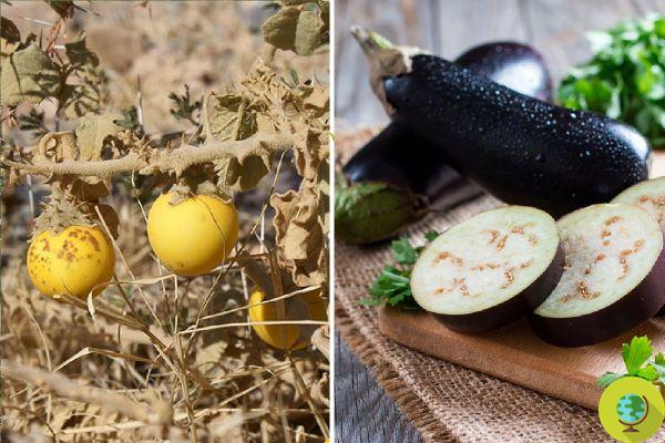 Como frutas e vegetais mudaram ao longo dos séculos devido à intervenção humana: antes e depois