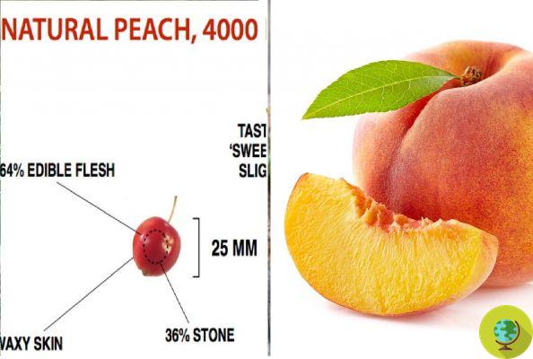 Como frutas e vegetais mudaram ao longo dos séculos devido à intervenção humana: antes e depois