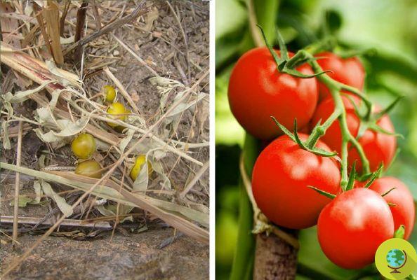 How fruits and vegetables have changed over the centuries due to human intervention: before and after