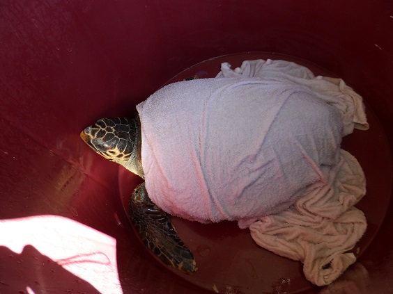 Zeste : la tortue caretta caretta sauvée à Savone retourne à la mer