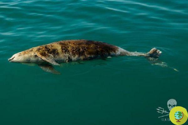 Within 1 year the world will no longer have vaquitas: it's official, we have condemned them to extinction