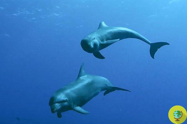 La madre delfín que adoptó al bebé de otra especie huérfana